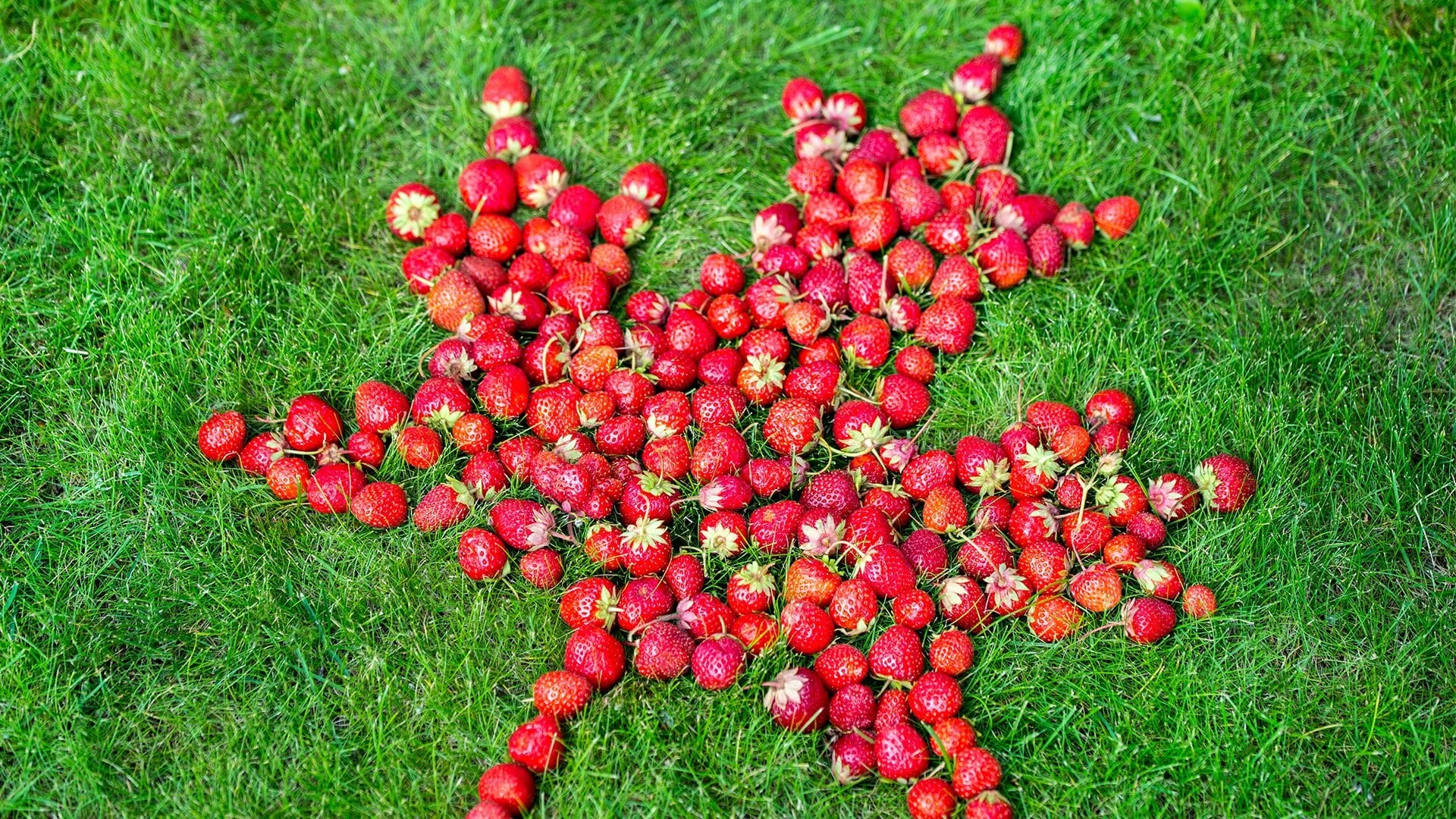 Wisteria Place Coffee Chat - Red & White Celebration and soft snacks for elderly