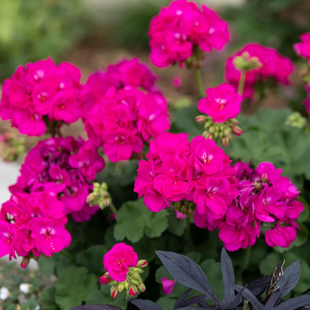 vibrant outdoor pink flowers