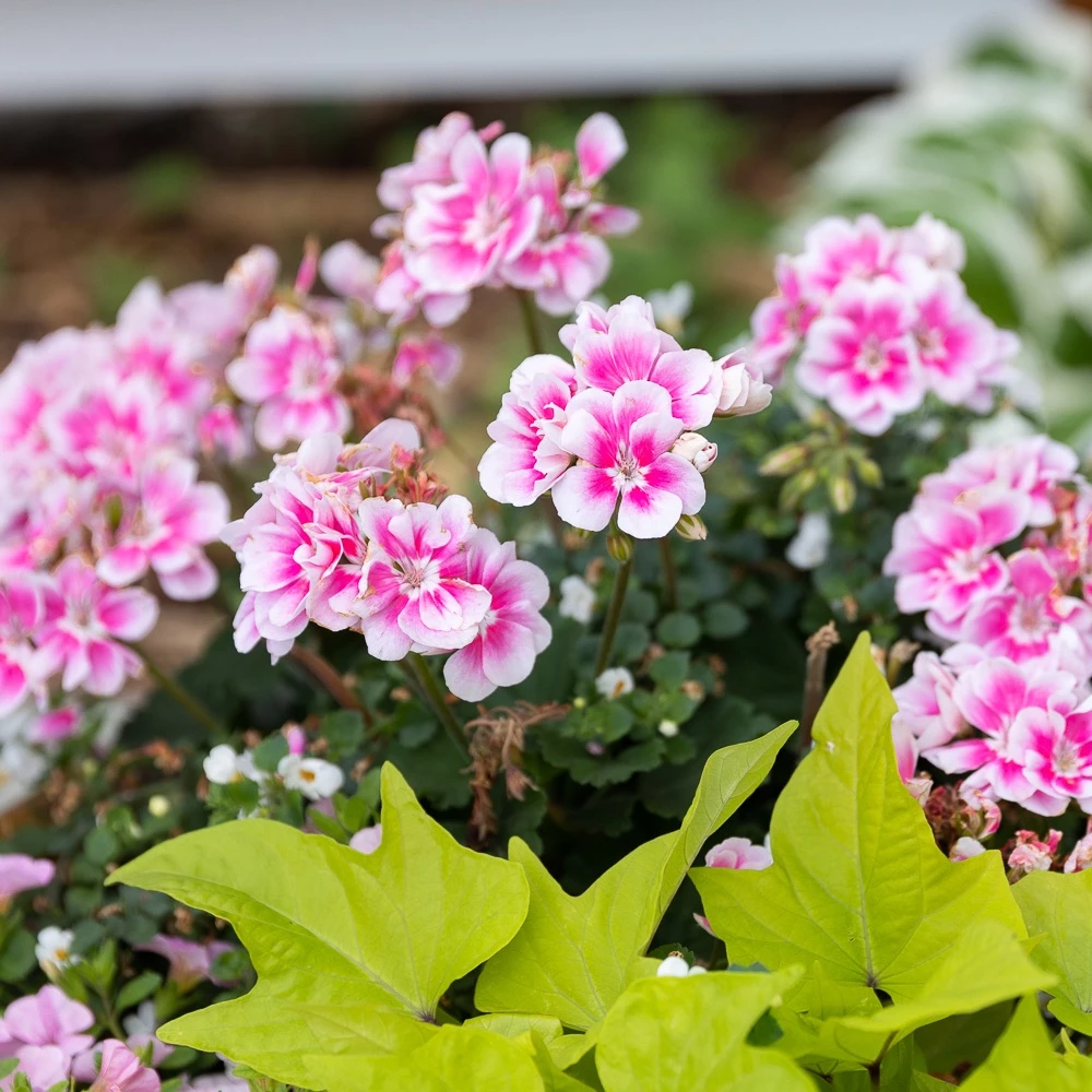 outdoor flowers with a blend of white and pink